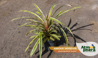 abacaxi-variegata-ananas-bracteatus-tricolor-site-01