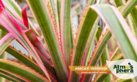 abacaxi-variegata-ananas-bracteatus-tricolor-site-06