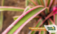 abacaxi-variegata-ananas-bracteatus-tricolor-site-07