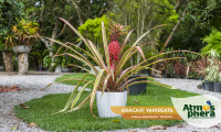 abacaxi-variegata-ananas-bracteatus-tricolor-site-02
