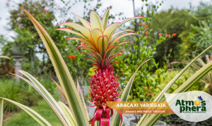 abacaxi-variegata-ananas-bracteatus-tricolor-site-03