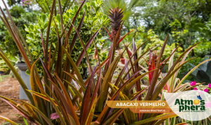 abacaxi-vermelho-ananas-bracteatus-site-04