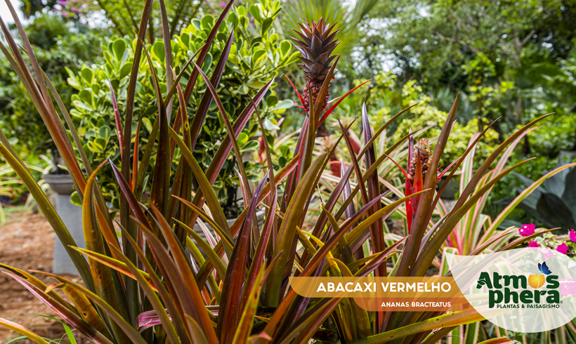 ABACAXI VERMELHO