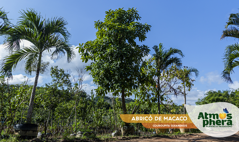 ABRICÓ DE MACACO  