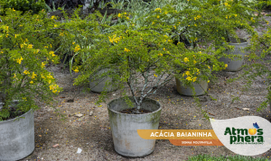 acacia-baianinha-senna-polyphylla-site-01