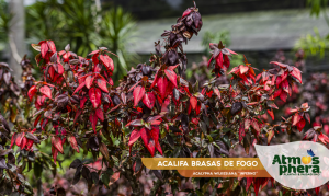 acalifa-brasas-de-fogo-acalypha-wilkesiana-inferno-site-03