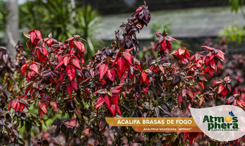 ACALIFA BRASAS DE FOGO 