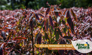 acalifa-tempestade-de-fogo-acalypha-godseffiana-firestorm-site-03