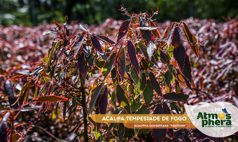 ACALIFA TEMPESTADE DE FOGO