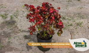 acalifa-vermelha-repolhuda-mini-acalypha-wilkesiana-mosaica-compacta-site-02