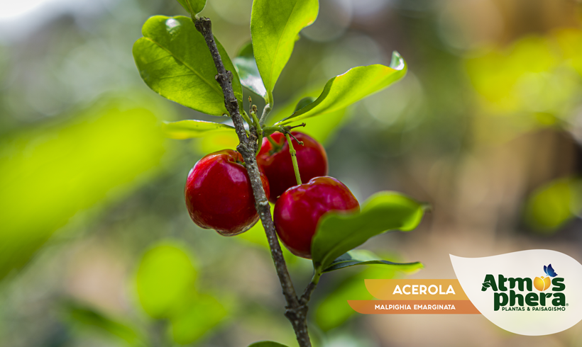 ACEROLA 