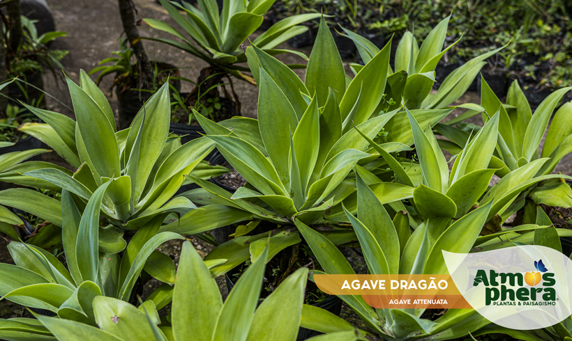 AGAVE DRAGÃO 