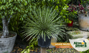 agave-palito-agave-geminiflora-site-01