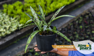 agave-pintada-manfreda-maculosa-site-01