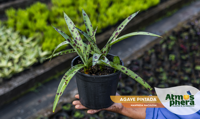 AGAVE PINTADA