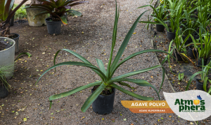 agave-polvo-agave-vilmoriniana-site-01