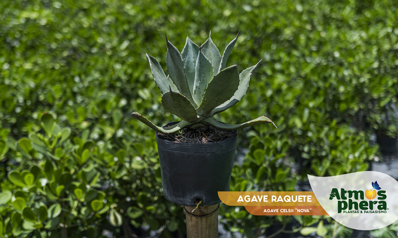 AGAVE RAQUETE 