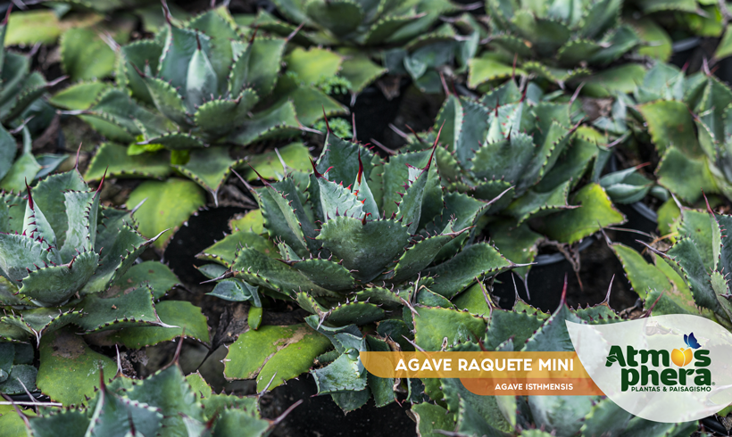 AGAVE RAQUETE MINI 