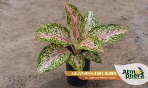 aglaonema-baby-queen-aglaonema-commutatum-widuri-site-01