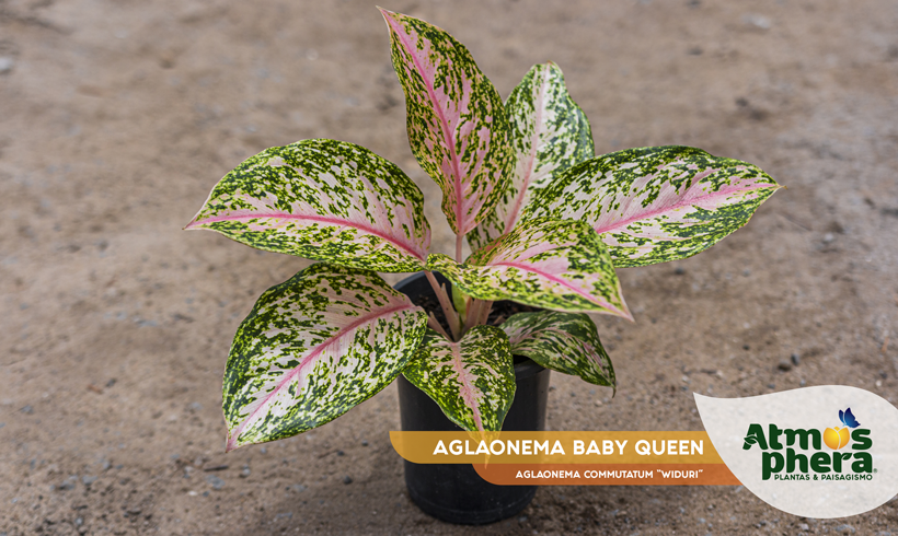 AGLAONEMA BABY QUEEN