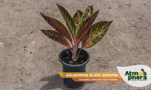 aglaonema-black-sumatra-aglaonema-commutatum-black-sumatra-site-01