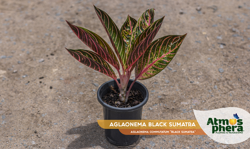 AGLAONEMA BLACK SUMATRA