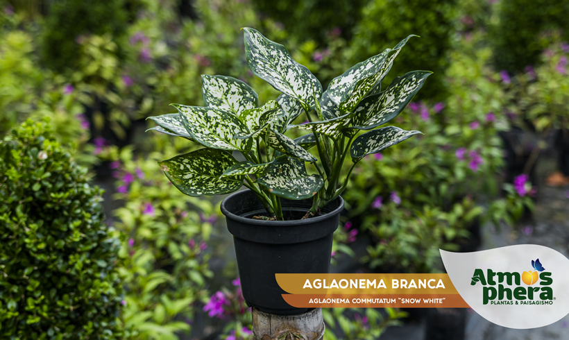 AGLAONEMA BRANCA