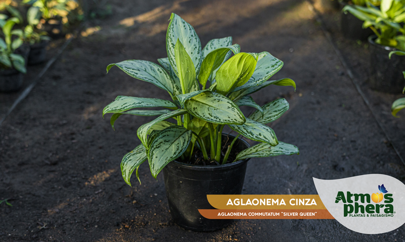 AGLAONEMA CINZA