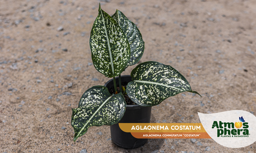 AGLAONEMA COSTATUM