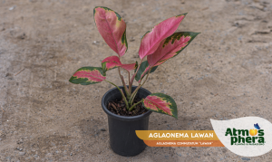 aglaonema-lawan-aglaonema-commutatum-lawan-site-01