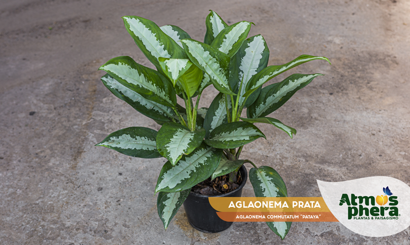 AGLAONEMA PRATA 