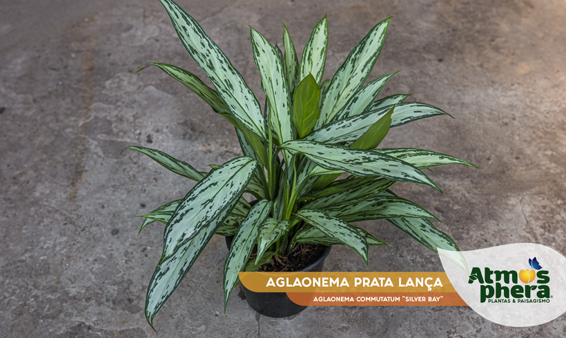 AGLAONEMA PRATA LANÇA