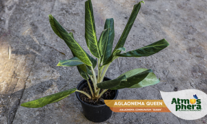 aglaonema-queen-aglaonema-commutatum-queen-site-01