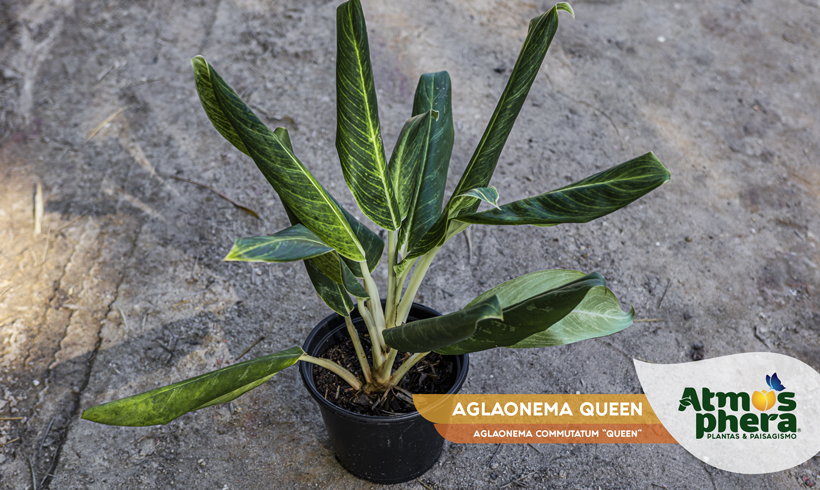 AGLAONEMA QUEEN