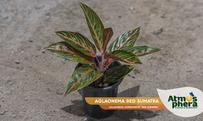 AGLAONEMA RED SUMATRA