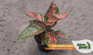 aglaonema-rosa-aglaonema-commutatum-lady-valentine-site-01