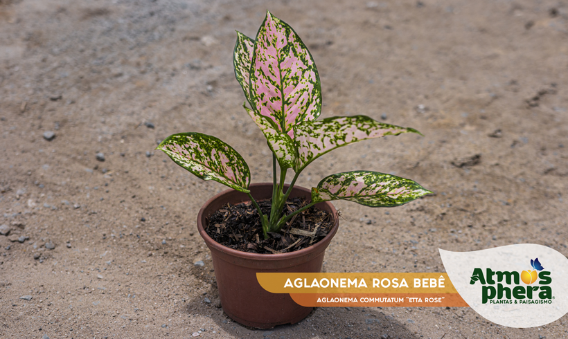 AGLAONEMA ROSA BEBÊ 