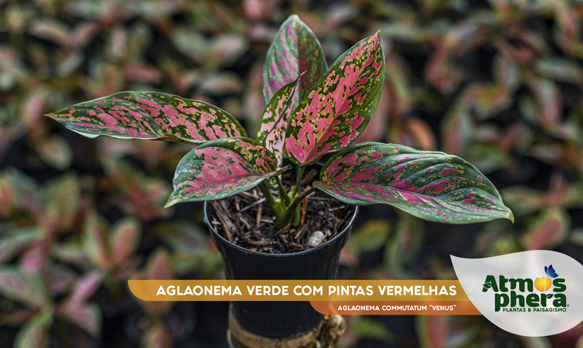 AGLAONEMA VERDE COM PINTAS VERMELHAS 