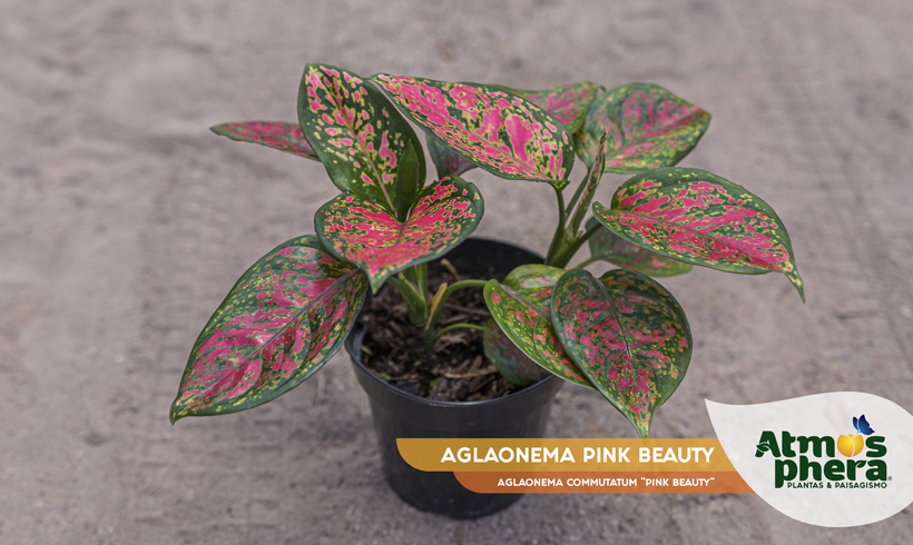 AGLAONEMA PINK BEAUTY