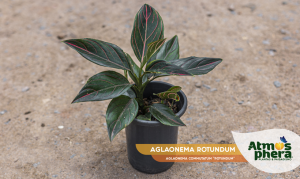 aglaonema-rotundum-aglaonema-commutatum-rotundum-site-01