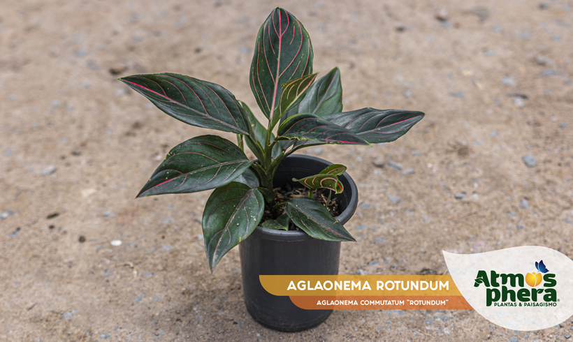 AGLAONEMA ROTUNDUM