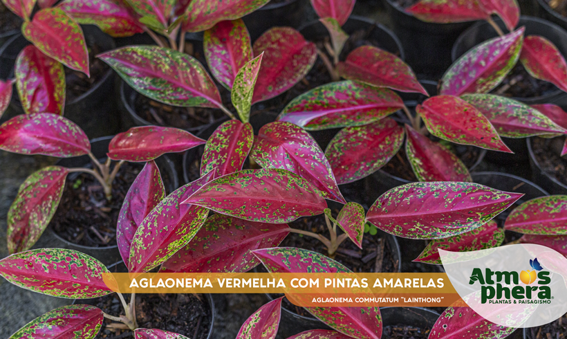 AGLAONEMA VERMELHA COM PINTAS AMARELAS