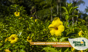 alamanda-amarela-trepadeira-allamanda-cathartica-site-03