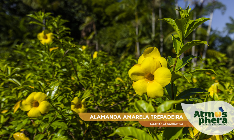 ALAMANDA AMARELA TREPADEIRA 