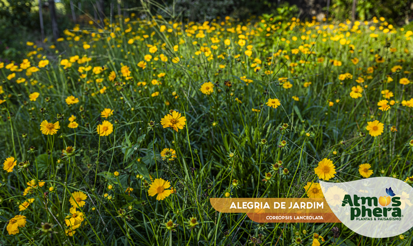 ALEGRIA DE JARDIM 