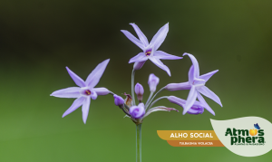 alho-social-tulbaghia-violacea-site-03