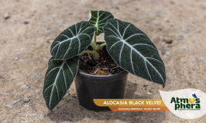 alocasia-black-velvet-alocasia-reginula-black-velvet-site-01