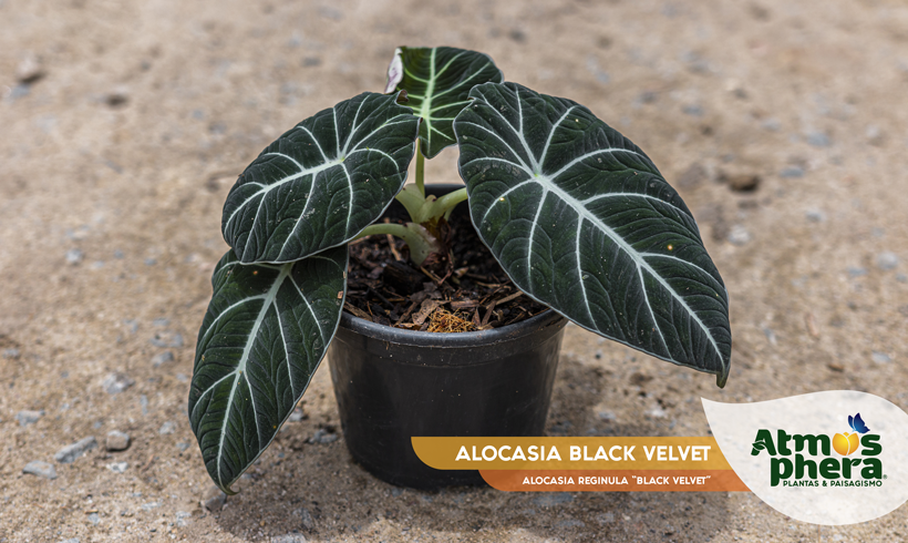 ALOCASIA BLACK VELVET 