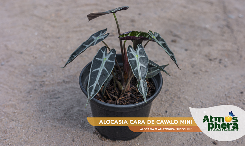 Cara-de-cavalo (Alocasia sp.)  Plantas, Idéias de jardinagem