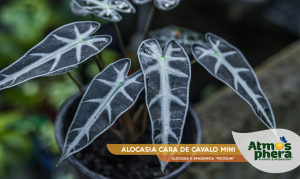 alocasia-cara-de-cavalo-mini-alocasia-x-amazonica-piccolini-site-03